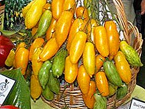 Lo más inusual de la familia Solanaceae - tomate "Patas de plátano"