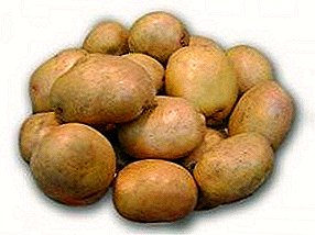 The most undemanding and productive variety of potatoes Breeze