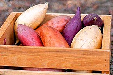 The sweetest potato. Popular varieties of sweet potatoes: description and photo
