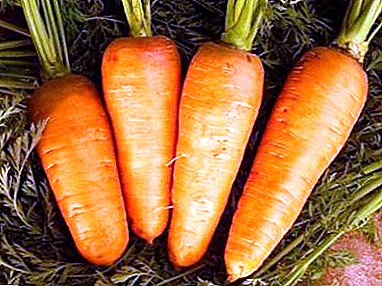The most important about the juicy source of carotene - carrots Carotel