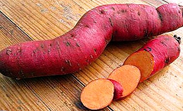 Self-planting sweet potatoes - tips and step by step instructions