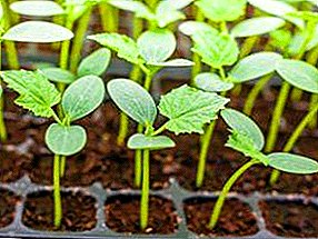 Pepinos de plantas: sementes para estufas ou mudas? Seleção, regras de semeadura e plantio, foto