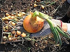 حصاد البصل والكراث: متى يتم الحصاد وكيفية تخزينه؟