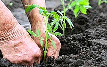 Bí mật của một vụ mùa bội thu: sắc thái của việc trồng cà chua ở vùng đất trống và các đặc điểm chăm sóc của chúng