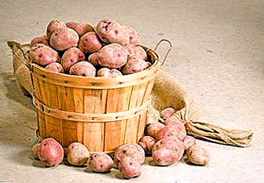 Secrets of storing potatoes in the winter in the cellar: what should be the temperature, how to equip the room?