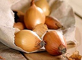 Secrets of storing onion seedlings in the winter before planting and in the ground