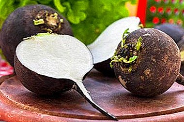 Secrets and intricacies of growing black radish in the open field