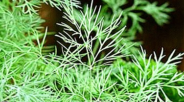Secrets of high-quality crop of dill in the garden: why spice does not grow and how to fix it?