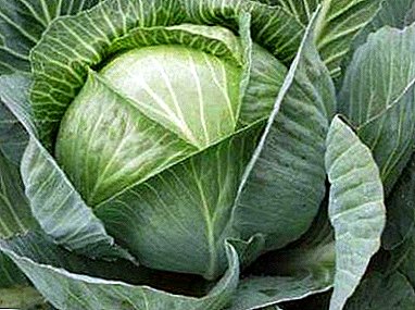 Secrets of the popularity of cabbage Glory. What good is this variety and how to distinguish it from others?