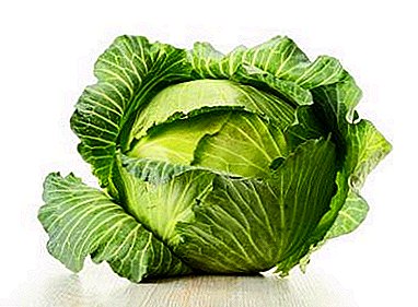 Secrets of the popularity of cabbage Wintering. What good is this variety and how to distinguish it from others?