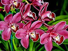 Secrets of the correct watering of orchids