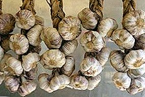 Secrets of the correct drying and storage of garlic