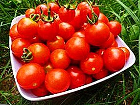 Los secretos de la tecnología para el cultivo de variedades tempranas de tomates.