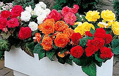Secrets of the successful cultivation of garden begonias in the open field