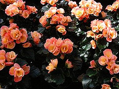 Secrets of the successful landing of begonias at home