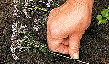 Segredos do cultivo de orégano a partir de sementes. A escolha da localização, tempo e material de plantio, dicas sobre cuidados e fotos