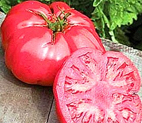 Secrets de la culture de la tomate "Pink Elephant": description de la variété, caractéristiques et photo de la tomate