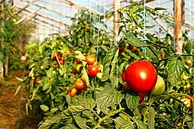 Secretele de tomate în creștere într-o seră din policarbonat: întregul proces de la A la Z