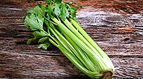Celery - the “grass of happiness” for everyone