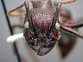 سبعة آلاف تيارات من المصدر القديم - أنواع النمل