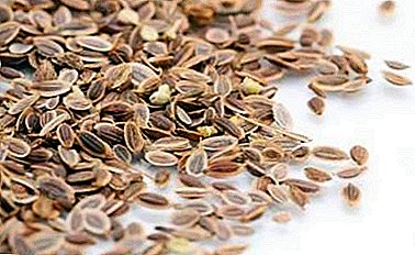 Dill seeds for constipation. How and in what form to drink a folk remedy?