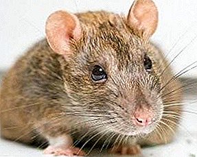 The gray rat is an unpleasant and dangerous rodent!