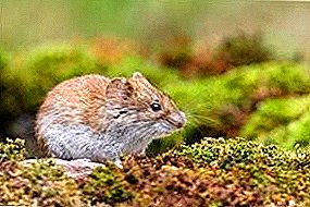 Gray vole and features of its subspecies