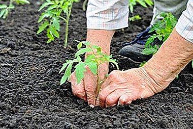 Augalų sėjomainą arba po to galite sodinti pomidorus kitais metais?