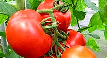 Royale oogst met tomaat "Agata": beschrijving, kenmerken en foto's van het ras