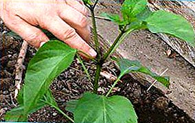 Shema formiranja paprike bush u stakleniku: gdje početi i zašto je to potrebno?