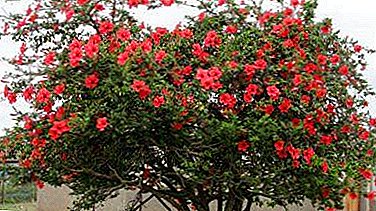 Standard fa vagy bonsai: a növekvő hibiszkusz fotói és minden árnyalata