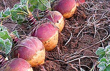 Swedish turnip in a Russian garden: growing swede and caring for vegetables
