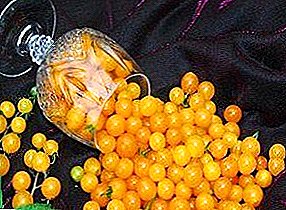 Χαριτωμένη ντομάτα, ο κάτοικος των θερμοκηπίων και μπαλκόνια - ντομάτα "Pearl Yellow"