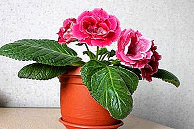 Sinningia lai hoặc gloxinia: trồng hạt giống, củ và chăm sóc hoa trong nhà sau khi cấy