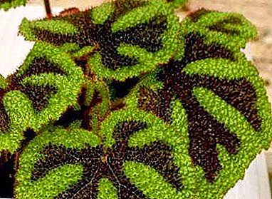 A smaragd fénye a beltéri növények gyűjteményében - a császári begónia