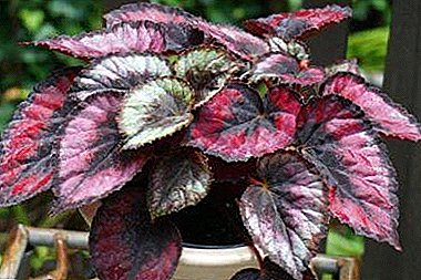 Sisolina begonia: all about the herbaceous houseplant
