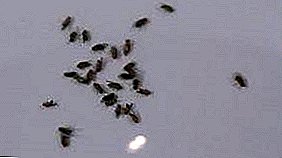Berapa lama buah hidup: siklus hidup lalat