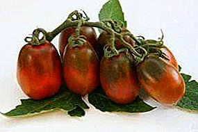 Süßkirsche: Schokoladenhasen-Tomate und schwarze Schokolade