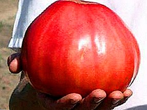 Makea jättiläinen - Pink Honey tomato: lajikkeen kuvaus ja sen ominaisuudet, valokuvat ja kasvavat ominaisuudet