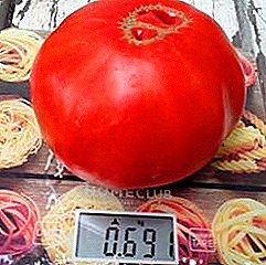 Zoete tomaat Zwaargewicht - Beschrijving van het ras "Suikerriet pudovik" uit de Siberische tuin