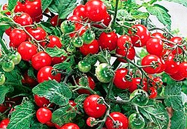 Söt mirakel på din vindruteträd - Beskrivning och egenskaper hos tomatsortet "Tranbär i Sahara"