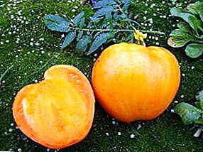 Sweet sun in your garden - description and characteristics of the Honey Spas tomato