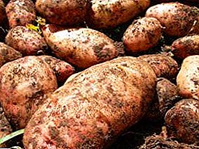 Забавно име, отличен резултат - картофено пюре: описание на сорта и снимка