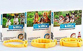 Going for a walk do not forget to equip and dog! Flea and tick collars for kiltix dogs