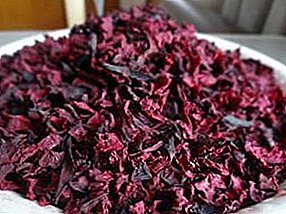 Preserve the use of vegetables: how to dry the beets in an electric dryer and oven for the winter?