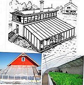 Solargewächshaus - eine neue Generation von Vegetariern