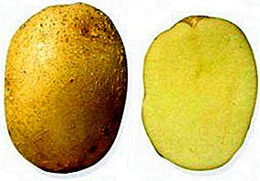 Bulvių veislė "Gingerbread Man": nepretenzingo šaknų derliaus savybės