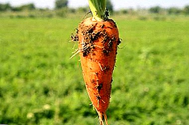 Red Cor carrot variety: description, cultivation, storage of crops and other nuances