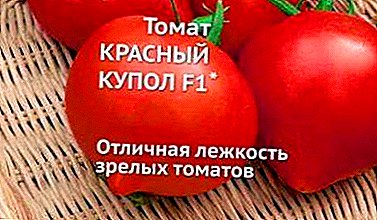 러시아 전체에 적합한 다양한 토마토 - 하이브리드 토마토 "레드 돔"에 대한 설명