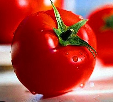 Riddle-tomaattilajike: ominaisuudet, kuvaus ja kuva erittäin varhaisesta tomaatista